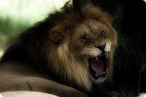 Alisher Nurmatov | Клин