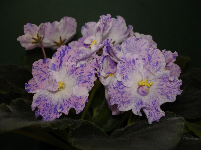 Вика Вахрамеева | Волгоград