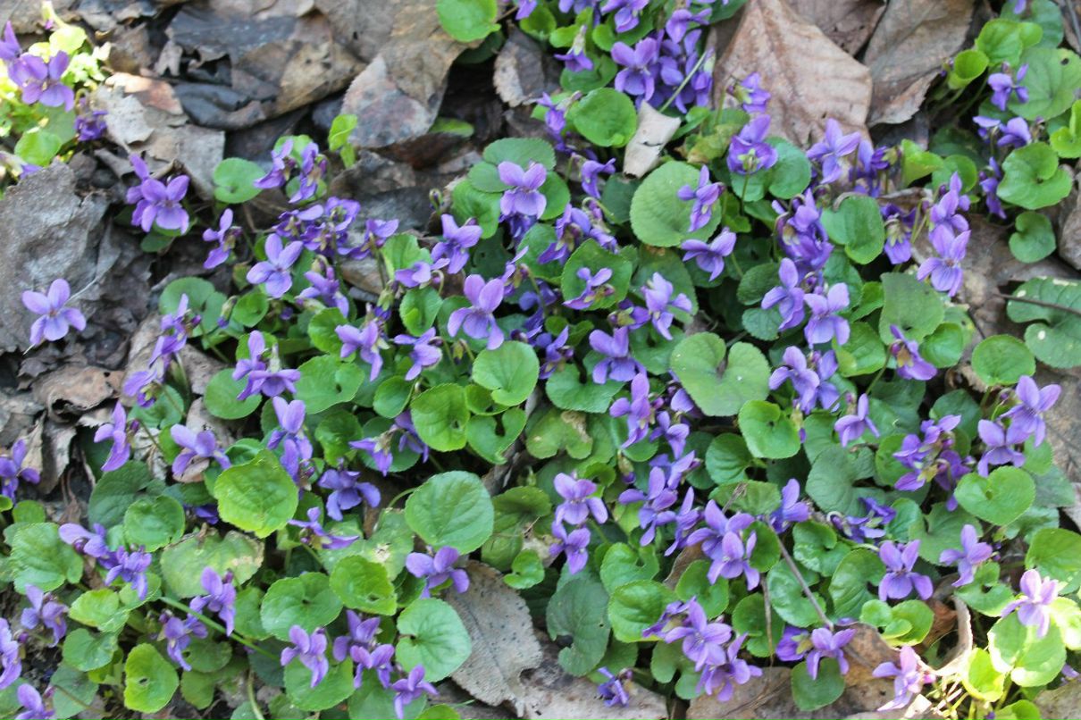 Владислав Краснобрыжий firevsk | Каменское / Днепродзержинск