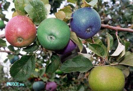 Елена Москвина | Ухта