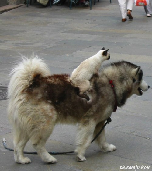 Дарима Жаргалова ♥ | 