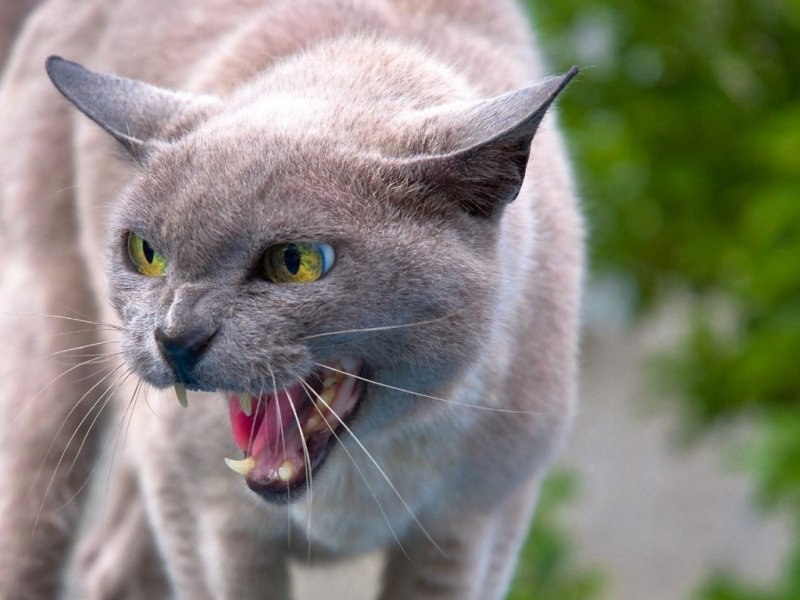 Лада Гурченок | Полоцк