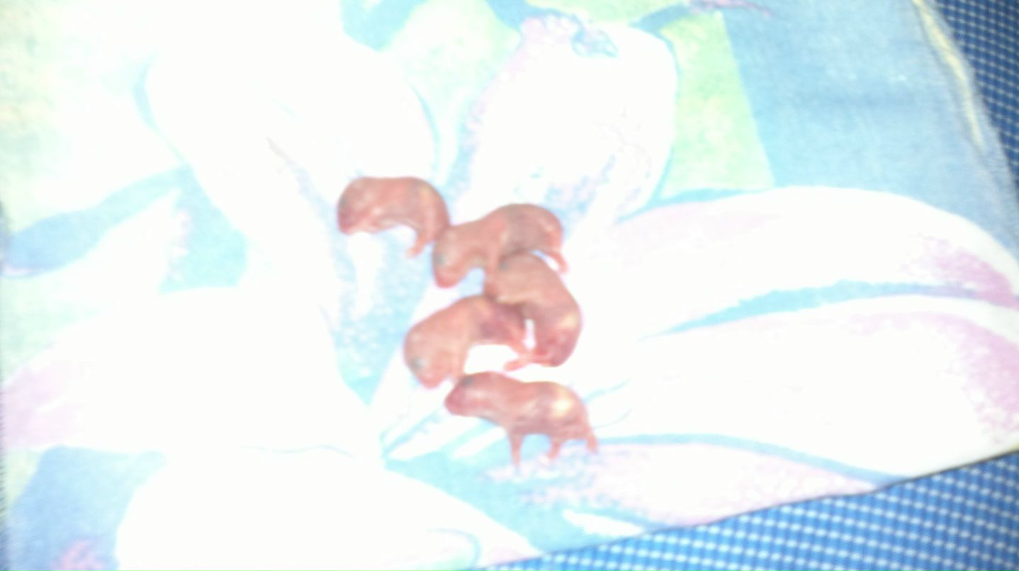 Вероничка Анисковец | Москва