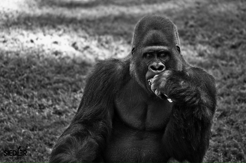 Никита Плужко | Киев