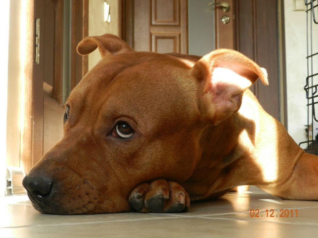 Елена Мазур | Черкассы