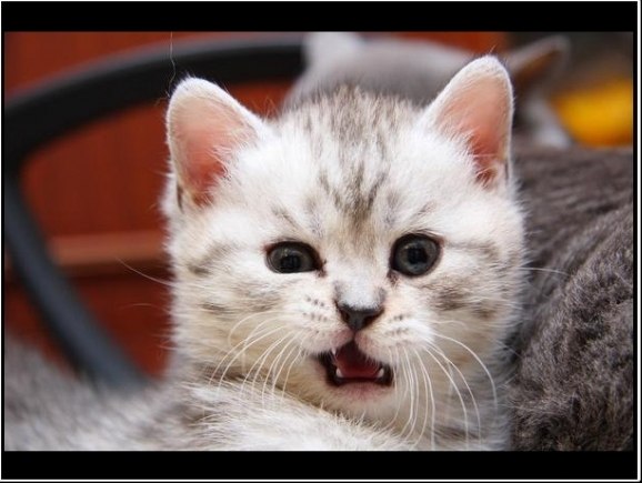 Дмитрий Кобзарь | 