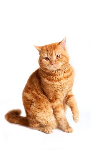 Kitty Yo | Москва