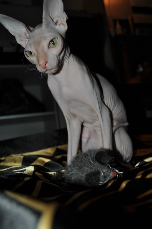 Александр Мезников | Воркута