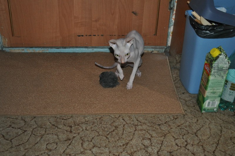 Александр Мезников | Воркута