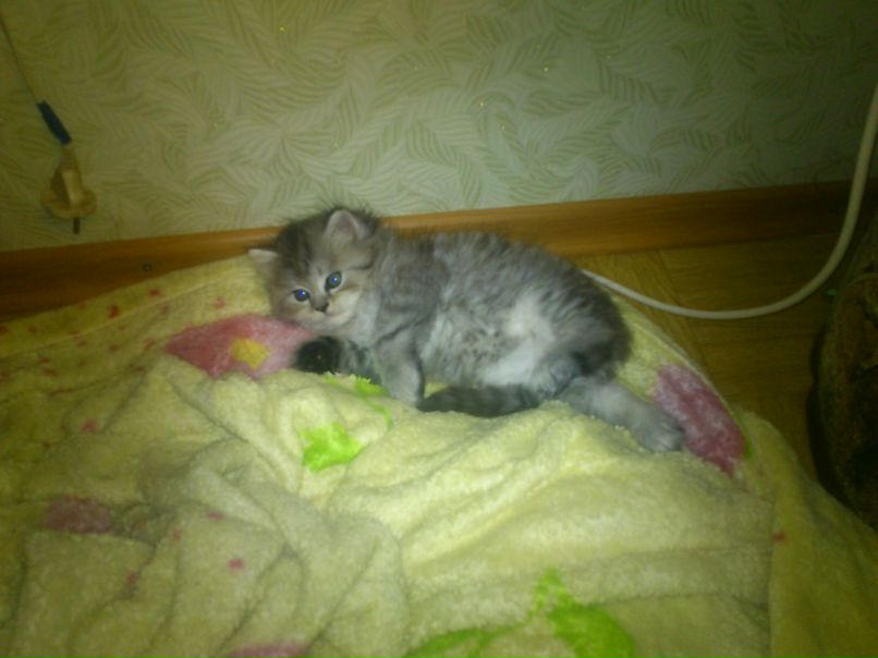 Лешка Карманович | 