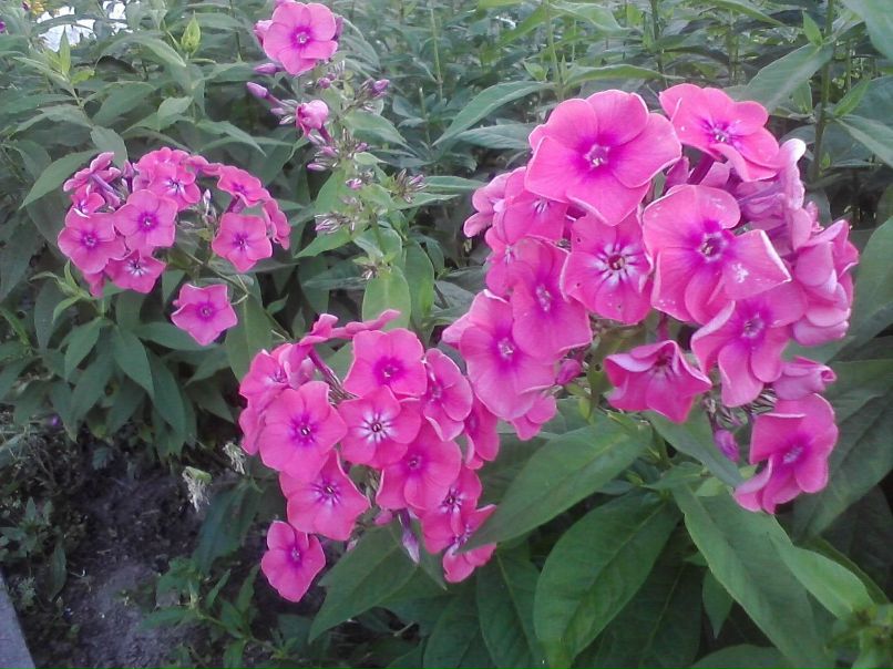 Татьяна Кулакова | Коноша