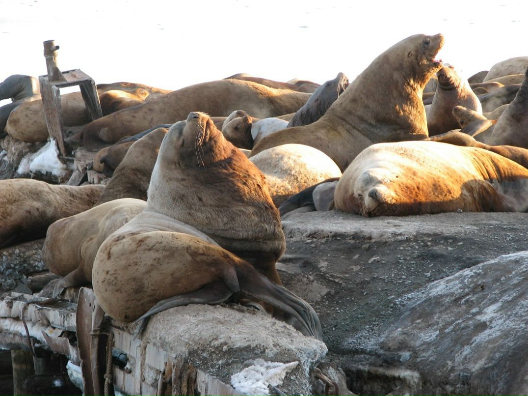 Ксения Дашевская | Санкт-Петербург