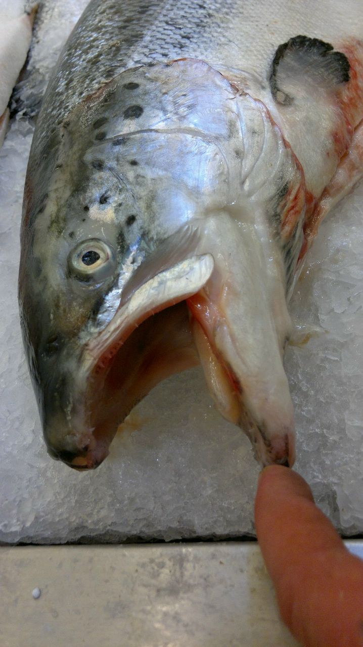 Павл Земляков рыжий | Ногинск-9