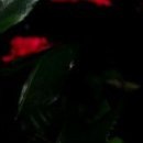 №101, Лильмо Хайбех, Луганск №101, Лильмо Хайбех, Луганск