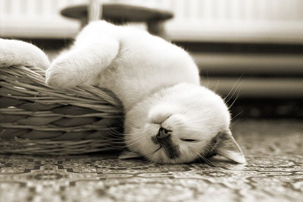 Слава Демичев | Приморск