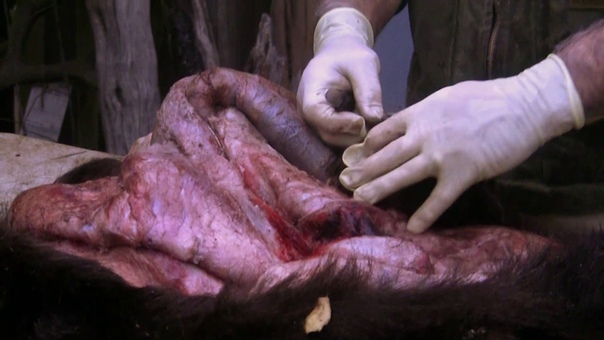 Testas Taxidermy Tips Bear Foot