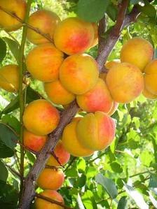 Дмитрий Корунный | Псков