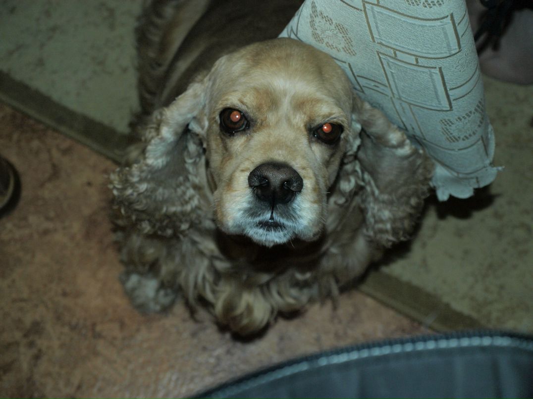 Даниелла Плескавахолл | Псков