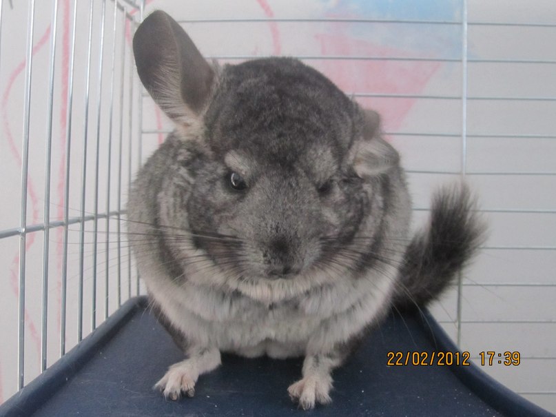 Роман Двойников | Москва