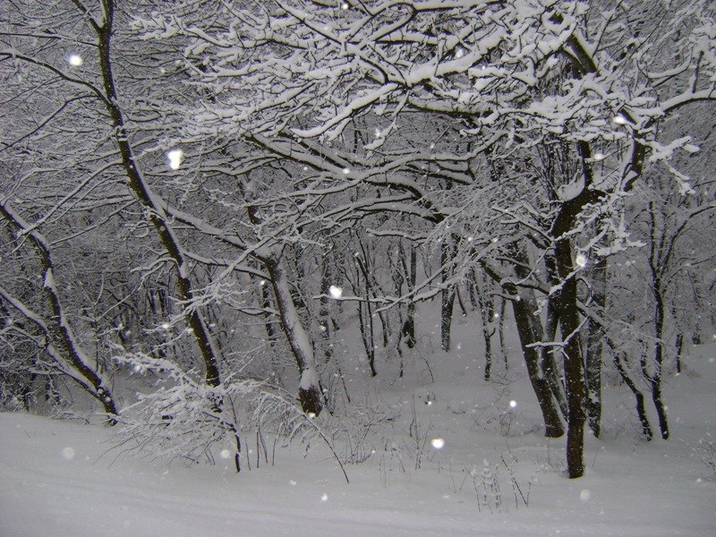 Юлия Эдельберг | Rotterdam