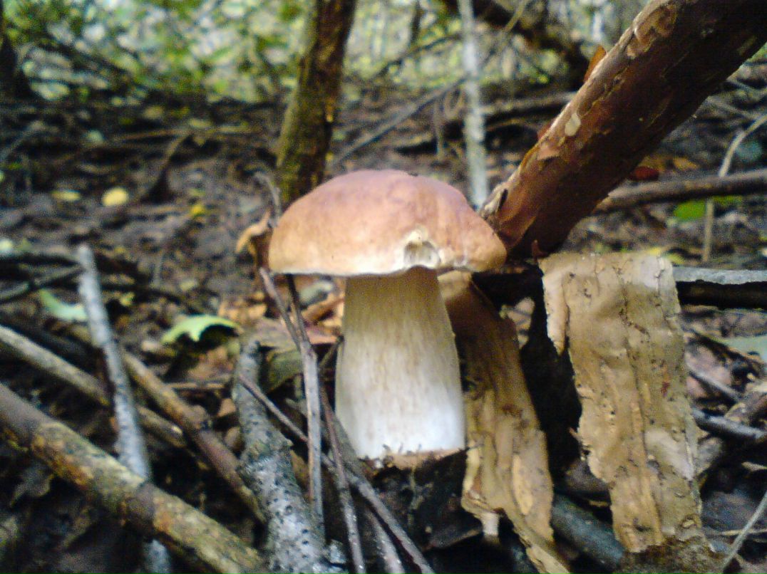 Алексей Бушай | Чернигов