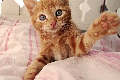 Дмитрий Бадяев | 