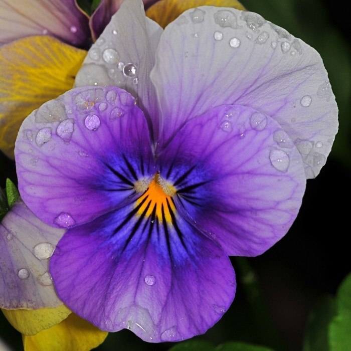 Елена Степанова | Воскресенск