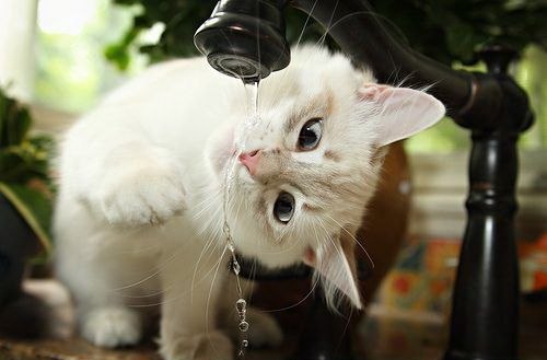 Сергей Силонов Белый | Пенза