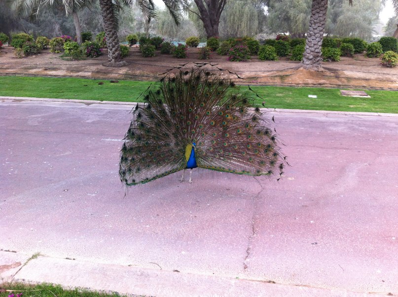 Hakan Demir hakan | Ankara