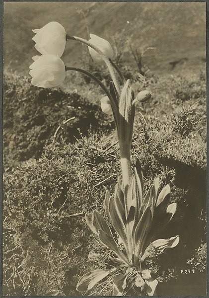 Анна Ярмош | Москва