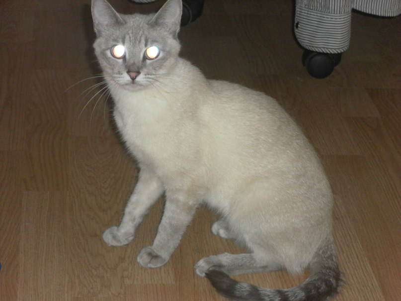 Илья Лапин | Череповец