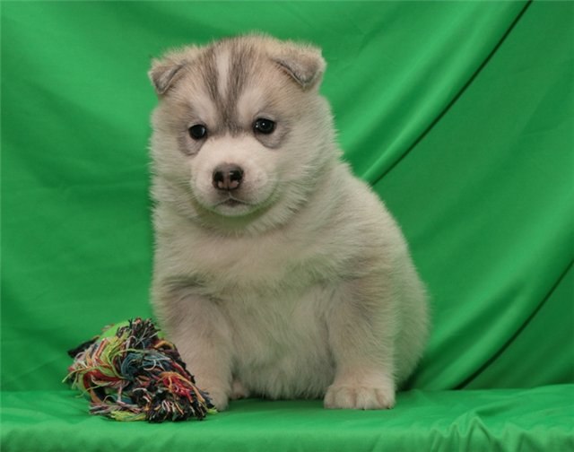 Тёма Михайлец | Кривой Рог