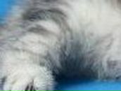 Валентина Лозаренко | Москва