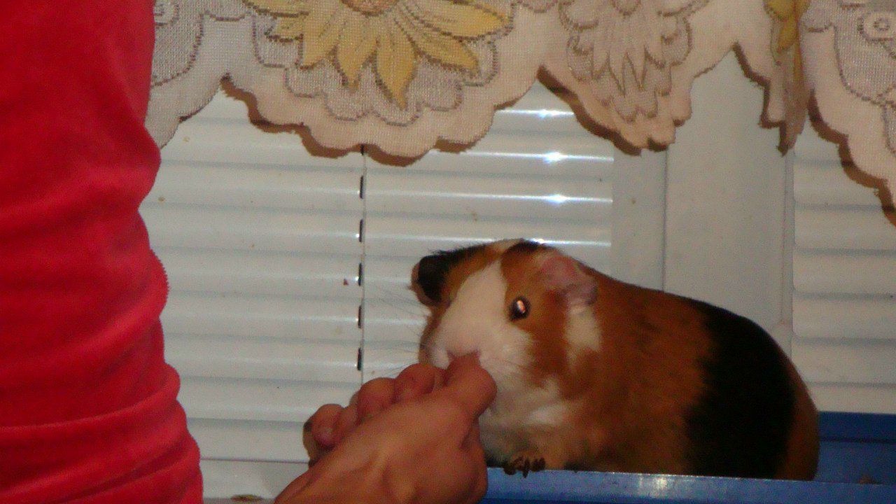 Андрей Письменюк | Полтава