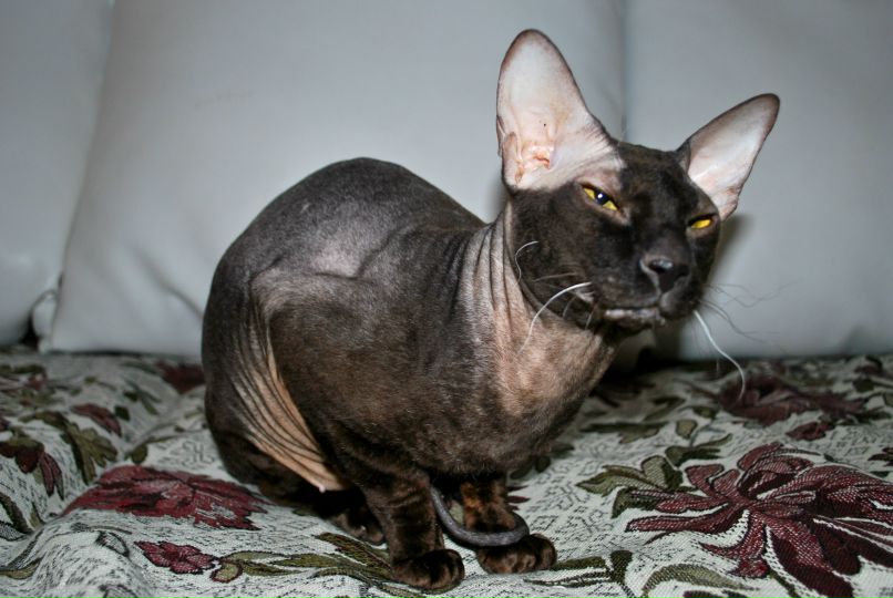 Денис Ткачеченко | Санкт-Петербург