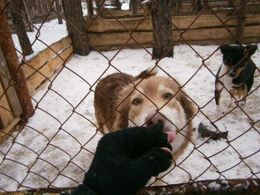 Олександр Брижко | Киев