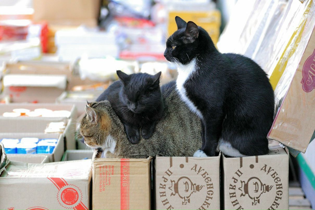 Αнатолий Αфанасьев art | Львов