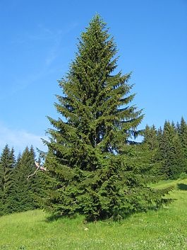№66, Анна Тарова, Одесса №66, Анна Тарова, Одесса