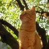 Аватар: Котенок Персик