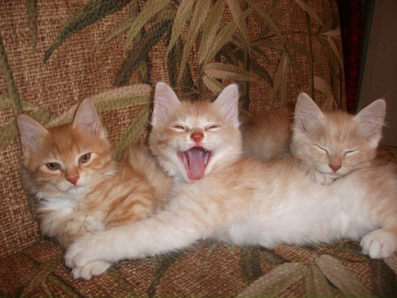 №118, Ольга Баунова, Санкт-Петербург №118, Ольга Баунова, Санкт-Петербург