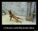 Вова Хамастханов фотография #25