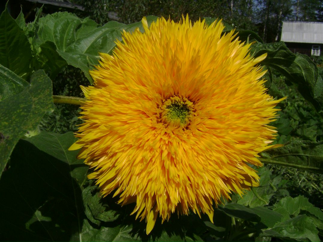 Елена Савина | Санкт-Петербург