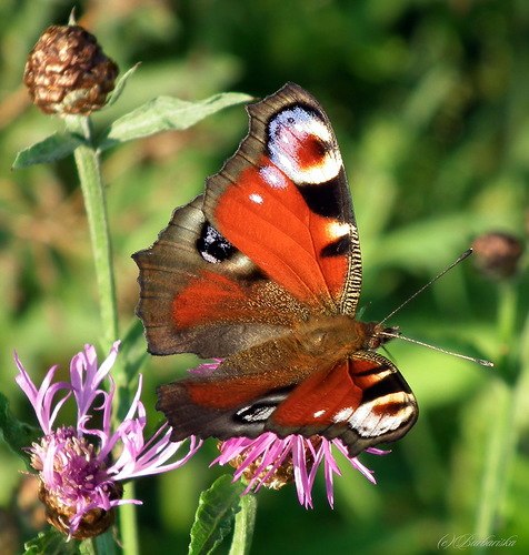 Ирина Нестерова | Чебоксары