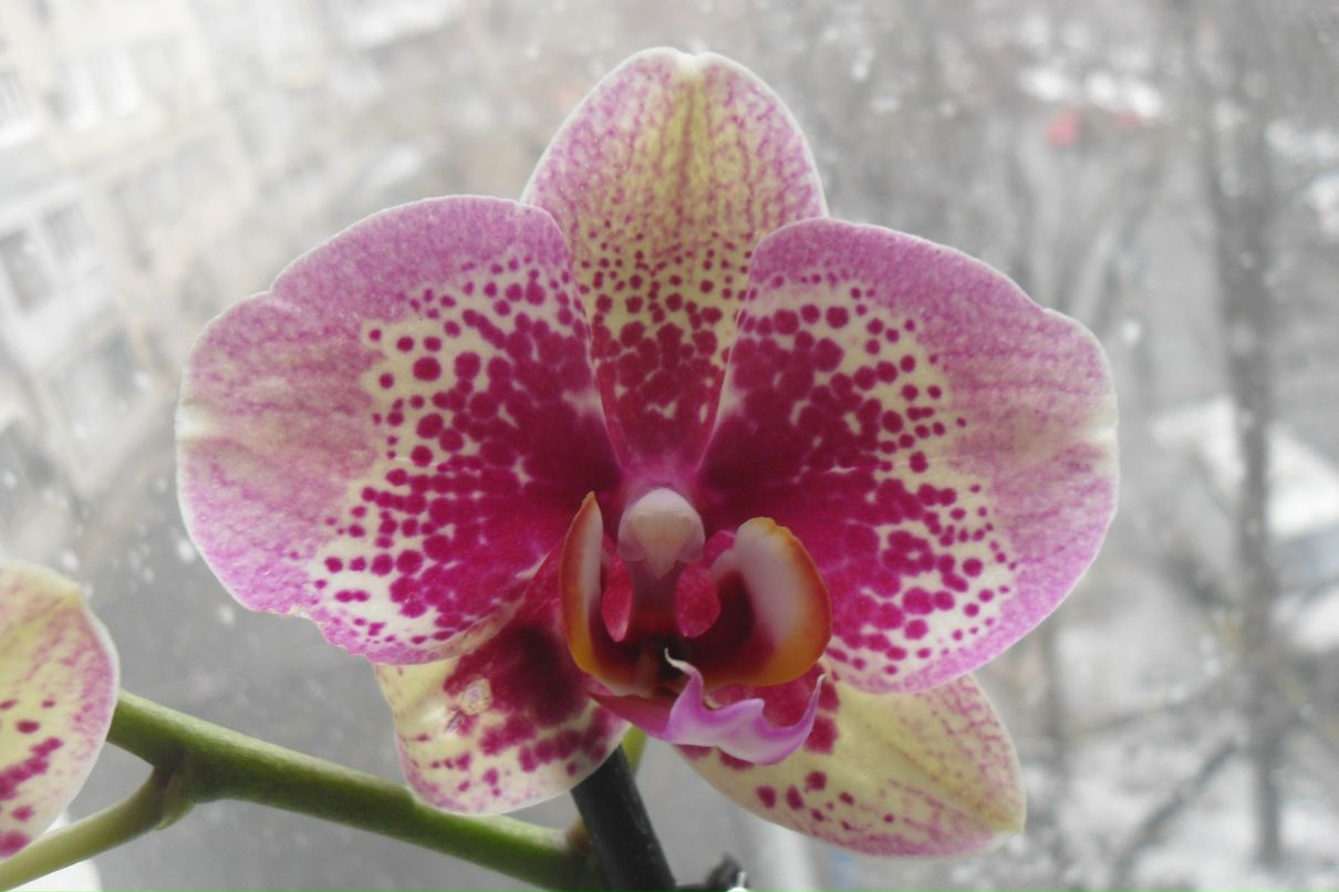 Юлия Бржозовская | Одесса