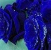 №137, Алька Кузёма, Запорожье №137, Алька Кузёма, Запорожье