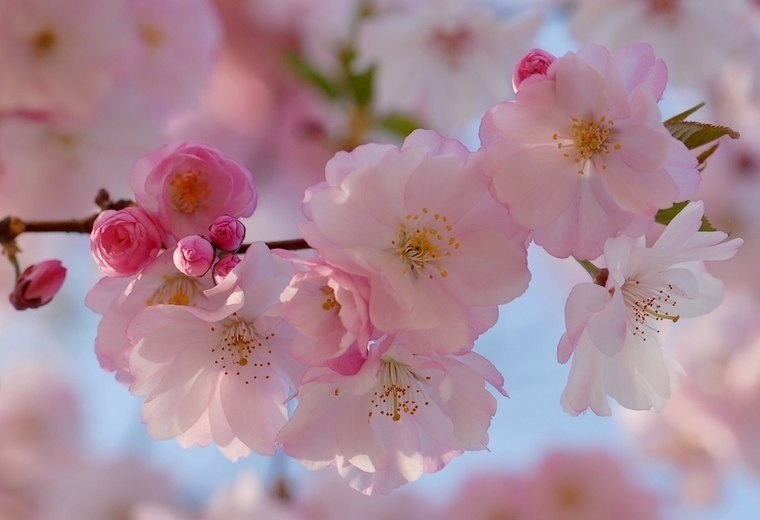 Светлана Кожушко ˜”*°•.♥.•°*”˜ | Санкт-Петербург