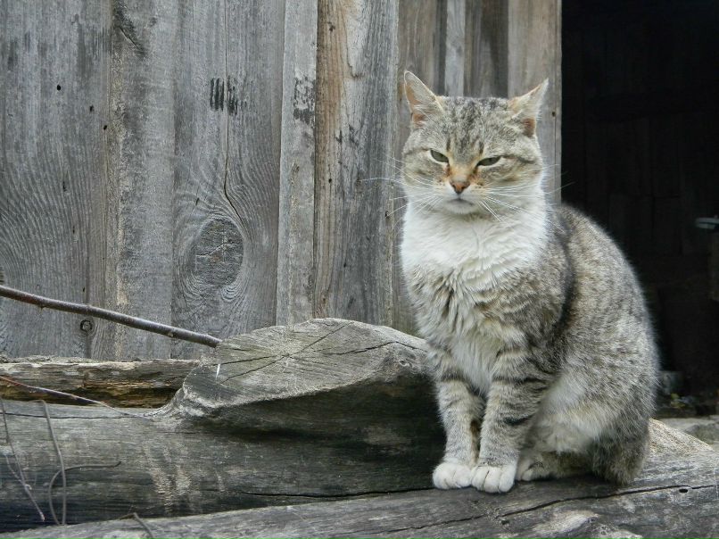 Ирина Малина | 