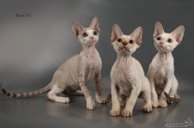 Шушанна Оганисян | Волгодонск