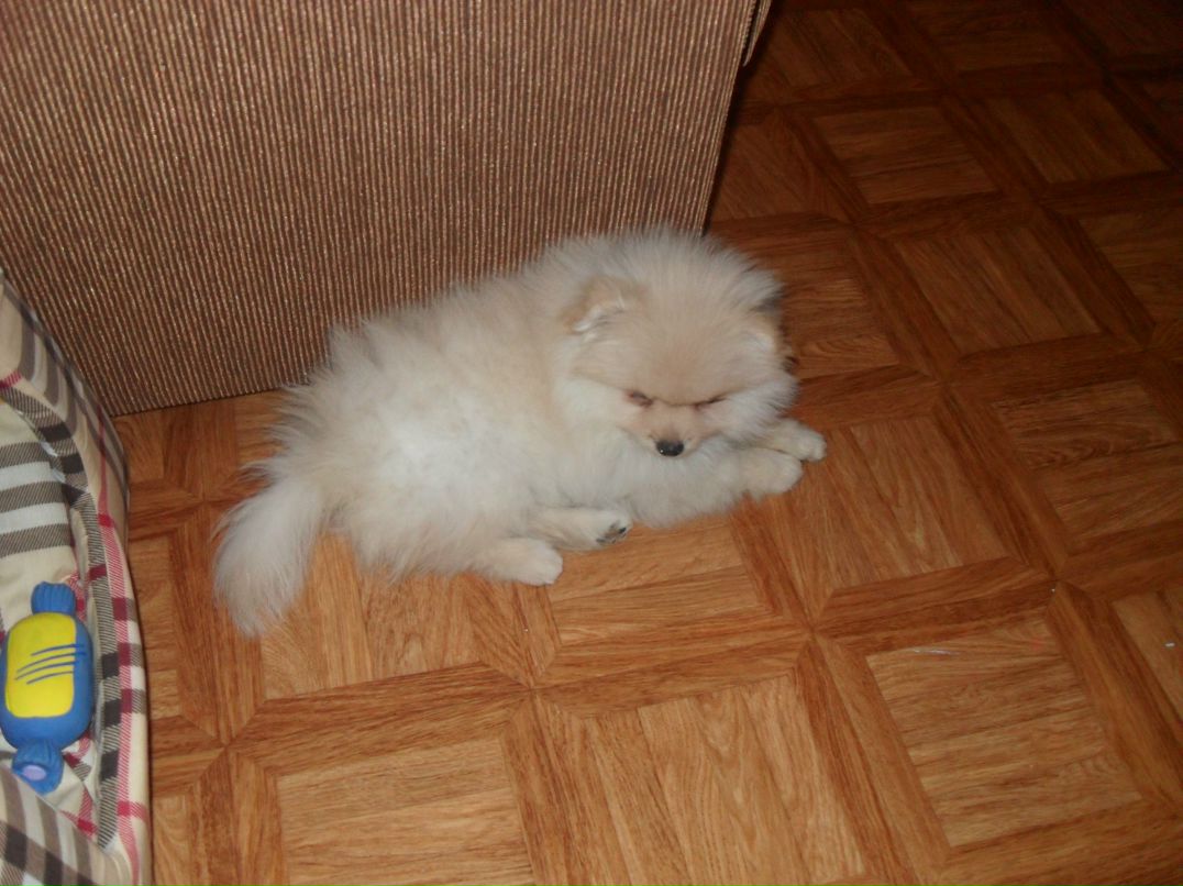 Макс Данилофф 8 Безумный койот 8 | Зеленоград