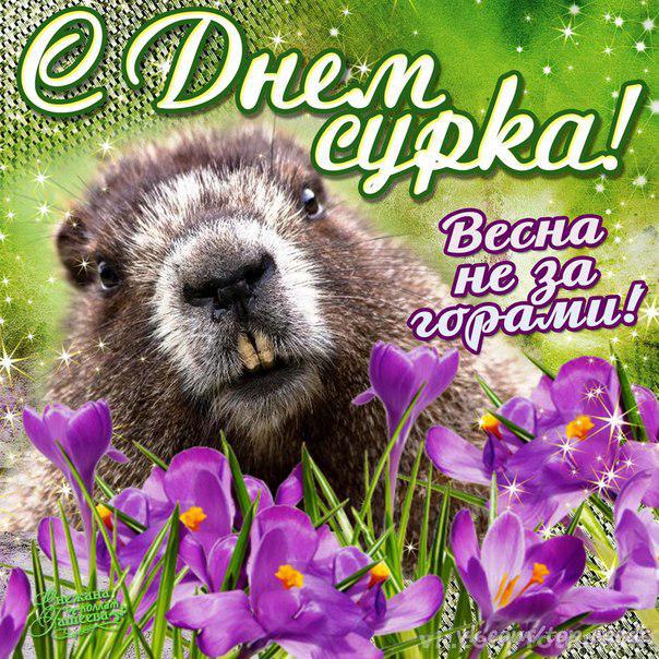 Открытки сурка, создать